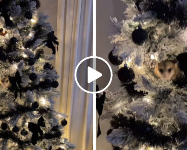 Ouviu Espirros Vindos De Árvore De Natal e Descobriu… Um Gambá