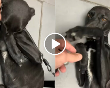 Cadela Desaparecida Há Quase 1 Ano Foi Encontrada No Barreiro Cadela Desaparecida Há Quase 1 Ano Foi Encontrada No Barreiro