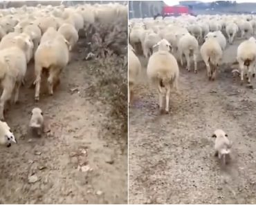 Cão Bebé Começa o Seu Primeiro Trabalho Como Pastor De Ovelhas Cão Bebé Começa o Seu Primeiro Trabalho Como Pastor De Ovelhas