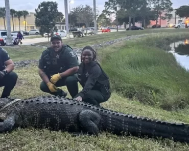Jacaré De 3,6 Metros Capturado Em Centro Comercial Nos EUA Jacaré De 3,6 Metros Capturado Em Centro Comercial Nos EUA
