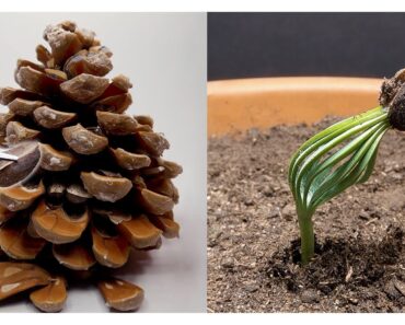 Time-Lapse Mostra o Desenvolvimento De Um Pinheiro De Natal Durante 300 Dias Time-Lapse Mostra o Desenvolvimento De Um Pinheiro De Natal Durante 300 Dias