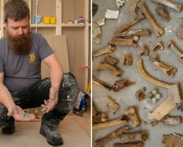 Durante Remodelações Em Casa De Banho, Descobre Ossos Debaixo Do Chão Durante Remodelações Em Casa De Banho, Descobre Ossos Debaixo Do Chão