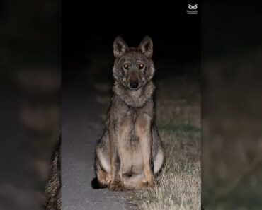 Foto De Lobo Ibérico Tirada Em Montesinho Conquista Internet Foto De Lobo Ibérico Tirada Em Montesinho Conquista Internet