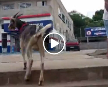Bode Que Fugiu e Passeou No Metro De São Paulo. Agora… “Só Quer é Sair” Bode Que Fugiu e Passeou No Metro De São Paulo. Agora… “Só Quer é Sair”