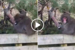 Macaco “Apanhado” a Roubar Nozes Após Fugir De Zoo Na Escócia