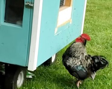 Galo Persistente Corre Entusiasmado Até Ao Colorido Galinheiro Onde a Sua Amada Mora Galo Persistente Corre Entusiasmado Até Ao Colorido Galinheiro Onde a Sua Amada Mora