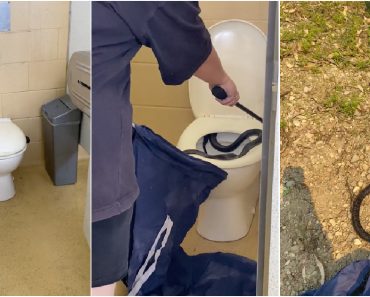Cobra Encontrada Em Casa De Banho Pública Na Austrália Cobra Encontrada Em Casa De Banho Pública Na Austrália