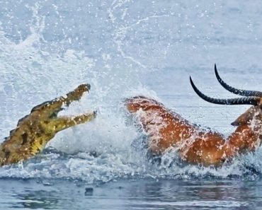 Antílope Nada Desesperadamente Para Escapar De Crocodilo Faminto Antílope Nada Desesperadamente Para Escapar De Crocodilo Faminto