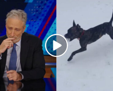 Jon Stewart Fica Em Lágrimas No “Daily Show” Ao Anunciar a Morte De Seu Amado Cão