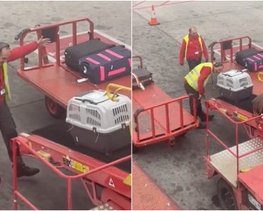Recepção a Cão No Aeroporto De Madrid Deixa Dona Do Animal Emocionada Recepção a Cão No Aeroporto De Madrid Deixa Dona Do Animal Emocionada