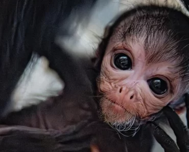 Nasceu Fêmea De Macaco-Aranha Raro Em Zoo De Chester