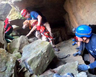 Cão Fica Preso Em Gruta Após Perseguir Guaxinim. Veja o Vídeo Do Resgate Cão Fica Preso Em Gruta Após Perseguir Guaxinim. Veja o Vídeo Do Resgate