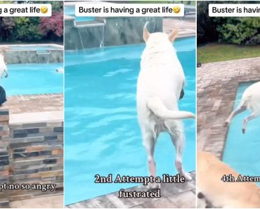 Cão “Está Nem Aí” Para As Ordens Da Dona e Continua a Saltar Para a Piscina Sem Parar Cão “Está Nem Aí” Para As Ordens Da Dona e Continua a Saltar Para a Piscina Sem Parar