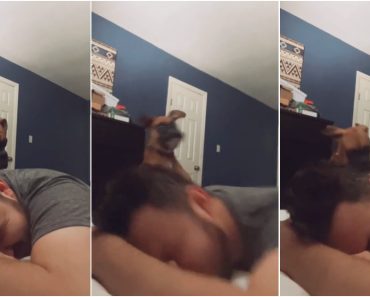 Cão Usa Técnica Do Empurrão Por Níveis De Intensidade Para Despertar o Seu Dono Todas As Manhãs Cão Usa Técnica Do Empurrão Por Níveis De Intensidade Para Despertar o Seu Dono Todas As Manhãs