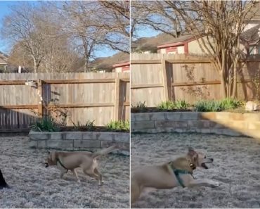 Idosa De 75 Anos Adota Cão Idoso Que Passou Mais De 700 Dias Num Abrigo Idosa De 75 Anos Adota Cão Idoso Que Passou Mais De 700 Dias Num Abrigo