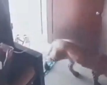 Jovem De 13 Anos Vê Leopardo Entrar No Edifício… e Tranca-o Até Chegar Ajuda Jovem De 13 Anos Vê Leopardo Entrar No Edifício… e Tranca-o Até Chegar Ajuda