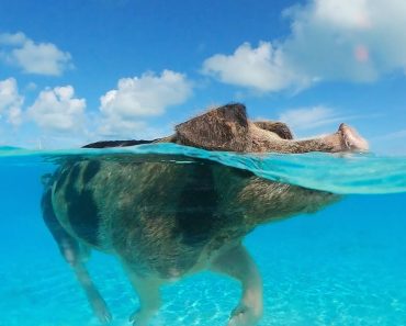 Porco-Espião Robótico Junta-se Aos Porcos Nadadores Das Bahamas Porco-Espião Robótico Junta-se Aos Porcos Nadadores Das Bahamas