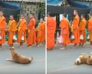 Monges Budistas a Rezar Num Templo? Este Cão “Quebra a Rotina”