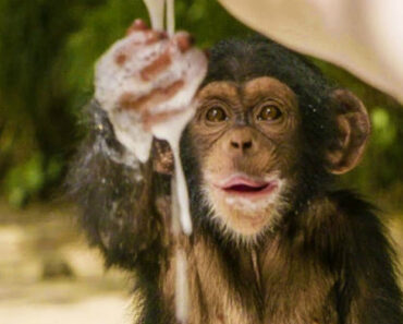 Chimpanzés Bebés Órfãos Brincam Alegremente Com Bolhas Numa Banheira