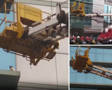 Gato Preso Há Dois Dias Colabora Com Os Bombeiros Na Altura De Saltar Para a Plataforma Que o Ia Salvar Gato Preso Há Dois Dias Colabora Com Os Bombeiros Na Altura De Saltar Para a Plataforma Que o Ia Salvar