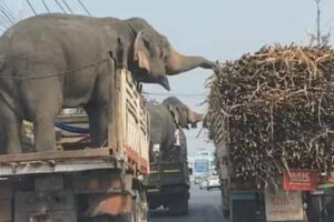 Elefantes Deliciam-se Com Cana De Açúcar De Camião Parado Ao Lado