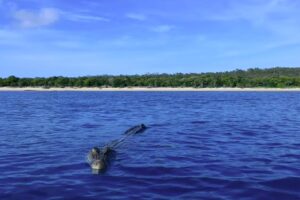 Momento Em Que Enorme Crocodilo Salta Da Água e Apanha Drone Que Voava Sobre Si