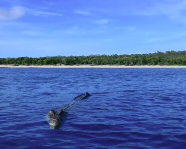 Momento Em Que Enorme Crocodilo Salta Da Água e Apanha Drone Que Voava Sobre Si