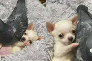 Chihuahua Que Não Anda e Pombo Que Não Voa Tornam-se Os Melhores Amigos