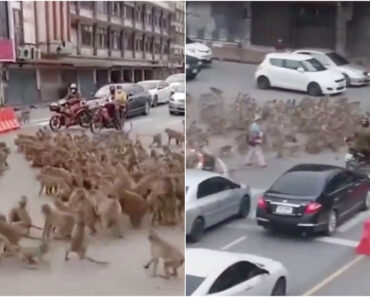 Rixa Entre “Gangues” De Macacos Parou o Trânsito Na Tailândia e Tornou-se Viral
