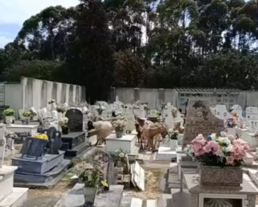 Cabras Invadiram Cemitério No Barreiro e Comeram As Flores Das Campas