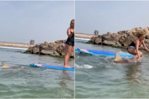 Mulher Caiu Em Cima De Tubarão Quando Praticava Stand-Up Paddle