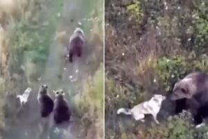 Usam Drone Para Encontrar Cão. Husky Estava a Brincar Com Família De Ursos