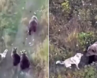 Usam Drone Para Encontrar Cão. Husky Estava a Brincar Com Família De Ursos