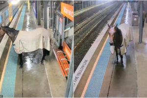 Cavalo Espera Atrás De Linha De Segurança Para Tentar Embarcar Em Comboio