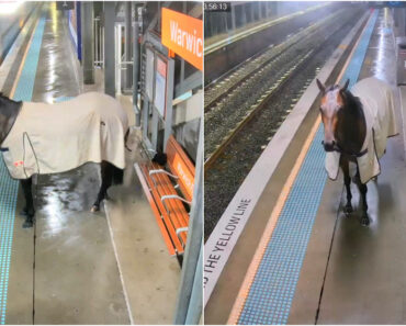 Cavalo Espera Atrás De Linha De Segurança Para Tentar Embarcar Em Comboio