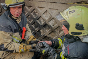 Bombeiros Resgatam Cães Recém-Nascidos Dos Escombros De Um Edifício Destruído