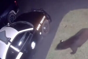 Vídeo Mostra Momento Em Que Urso Tenta Assaltar… Carro Da Polícia