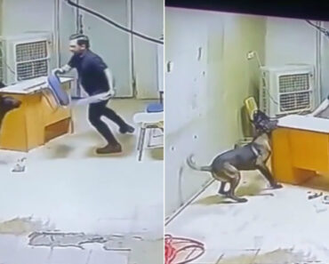 Quando a Única Forma De Escapar à Investida De Um Cão é Começar a “Dançar o Vira” Com Ele Quando a Única Forma De Escapar à Investida De Um Cão é Começar a “Dançar o Vira” Com Ele