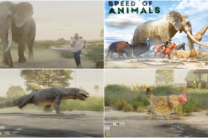 Animação Mostra Uma Curiosa Comparação De Velocidade Entre Os Vários Animais Terrestres