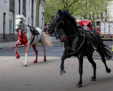 Quatro Feridos e Viaturas Danificadas: Cavalos à Solta Nas Ruas De Londres Semeiam o Pânico