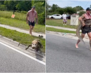 Homem Captura Na Rua Com As Próprias Mãos Um Crocodilo Com Mais De Dois Metros Homem Captura Na Rua Com As Próprias Mãos Um Crocodilo Com Mais De Dois Metros