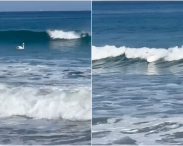 Cisne Surfista é Visto a Apanhar Uma Onda Em Seaia