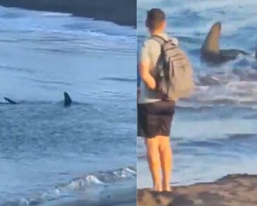 Aterrador: Tubarão Filmado a Nadar Rumo a Areal De Praia Espanhola Aterrador: Tubarão Filmado a Nadar Rumo a Areal De Praia Espanhola