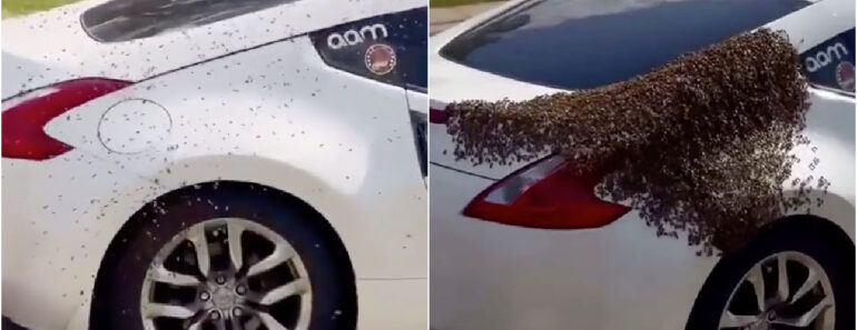 O Que Acontece Quando Uma Abelha Rainha Entra Acidentalmente Num Carro? Todo o Enxame a Segue… O Que Acontece Quando Uma Abelha Rainha Entra Acidentalmente Num Carro? Todo o Enxame a Segue…