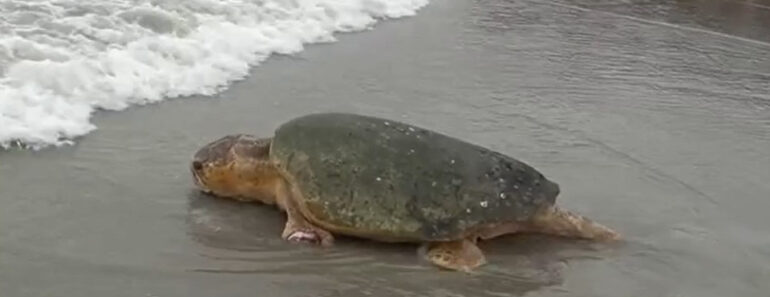 Tartaruga Marinha Volta Ao Mar Após Três Meses De Reabilitação Tartaruga Marinha Volta Ao Mar Após Três Meses De Reabilitação
