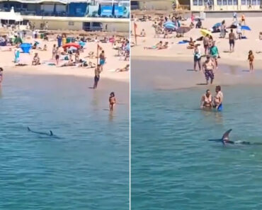 Falso Alarme Para Tubarão Obriga Banhistas a Saírem Do Mar Na Praia Do Tamariz Em Cascais Falso Alarme Para Tubarão Obriga Banhistas a Saírem Do Mar Na Praia Do Tamariz Em Cascais