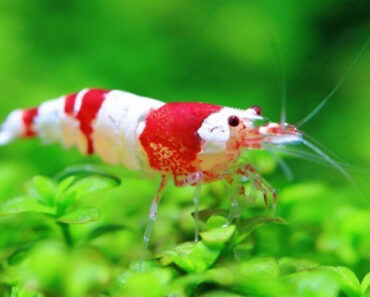 Os Segredos Fascinantes (e Surpreendentes) Dos Camarões Os Segredos Fascinantes (e Surpreendentes) Dos Camarões