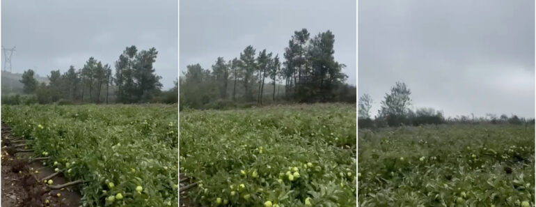 Tempestade Kirk: Vídeo Mostra Pomares Arrasados Em Armamar e Moimenta Da Beira Tempestade Kirk: Vídeo Mostra Pomares Arrasados Em Armamar e Moimenta Da Beira