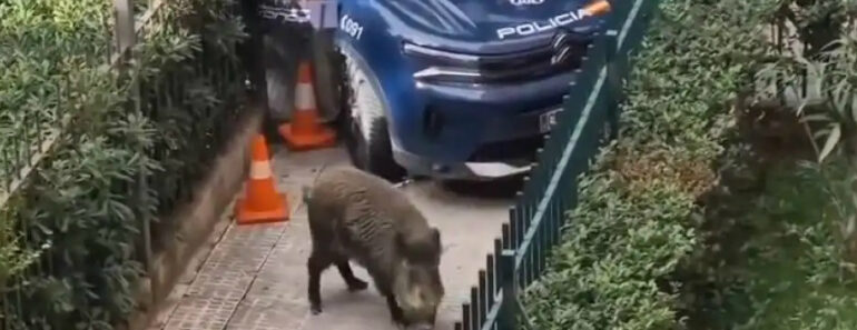 Javali Causa o Pânico Em Madrid. Urgências Receberam Dezenas De Chamadas Javali Causa o Pânico Em Madrid. Urgências Receberam Dezenas De Chamadas