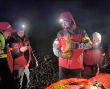 Ucraniano Que Fugiu Da Guerra e Ficou Preso Nas Montanhas Foi Salvo Pelo Gato Bebé Ucraniano Que Fugiu Da Guerra e Ficou Preso Nas Montanhas Foi Salvo Pelo Gato Bebé